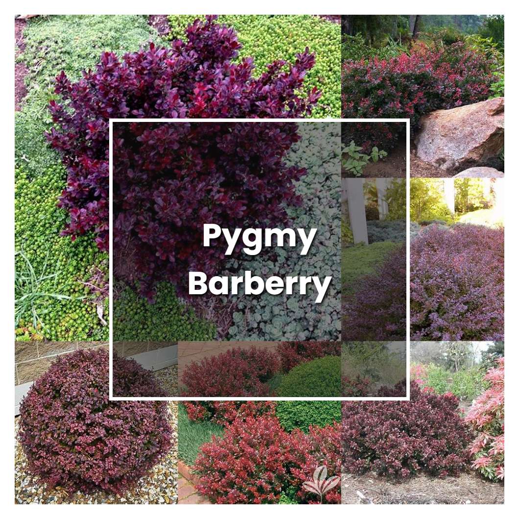 How To Grow Pygmy Barberry Plant Care And Tips Norwichgardener