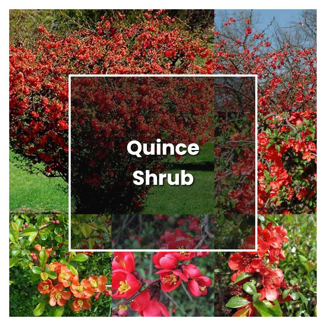 How to Grow Quince Shrub - Plant Care & Tips