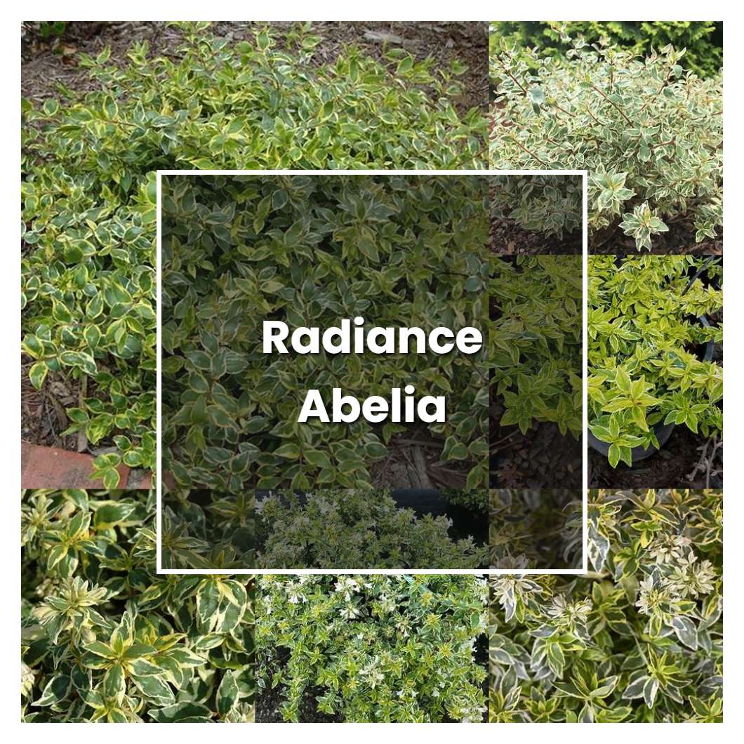 How to Grow Radiance Abelia - Plant Care & Tips | NorwichGardener