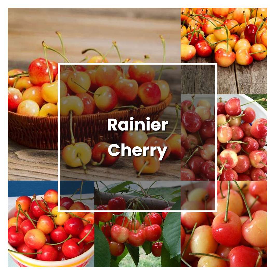 How To Grow Rainier Cherry Plant Care Tips Norwichgardener