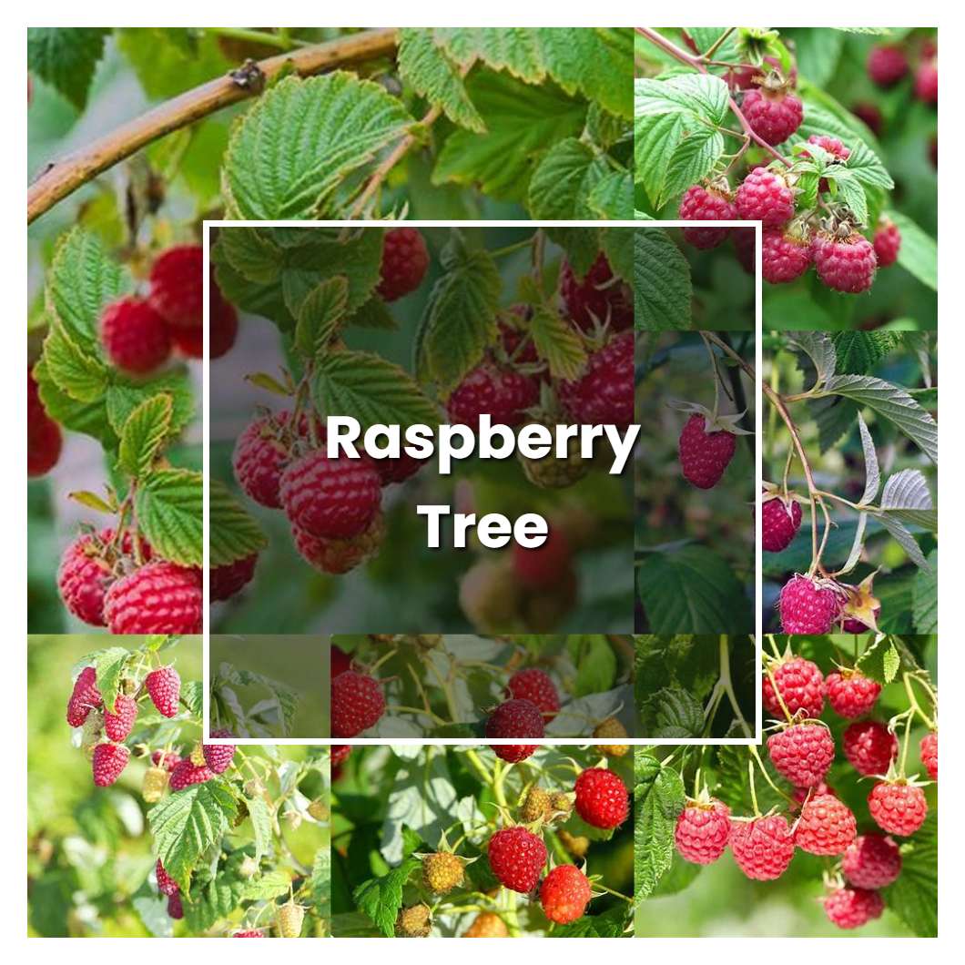 how-to-grow-raspberry-tree-plant-care-tips-norwichgardener