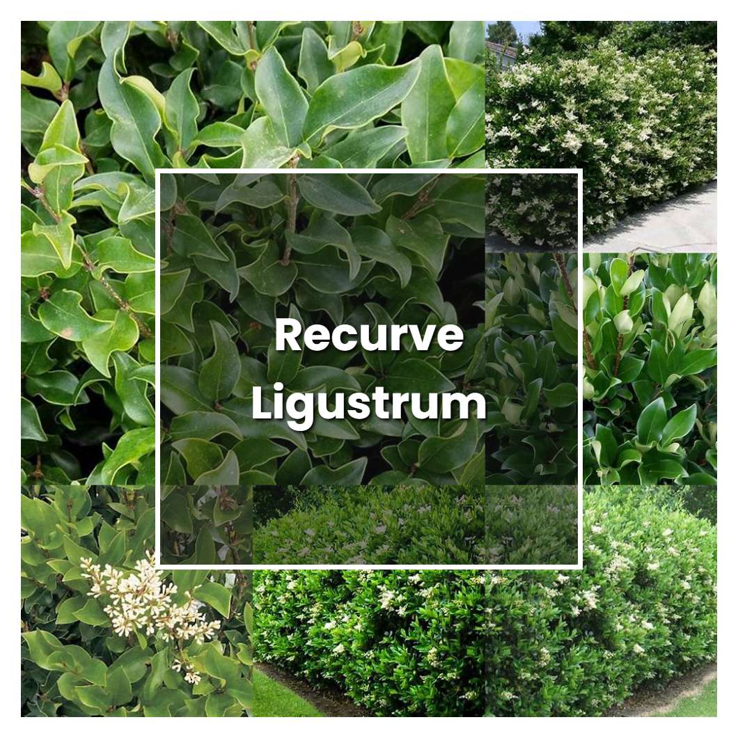 How to Grow Recurve Ligustrum - Plant Care & Tips | NorwichGardener