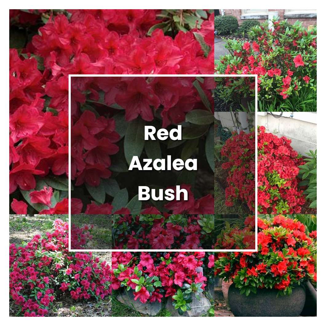 How To Grow Red Azalea Bush - Plant Care & Tips | NorwichGardener