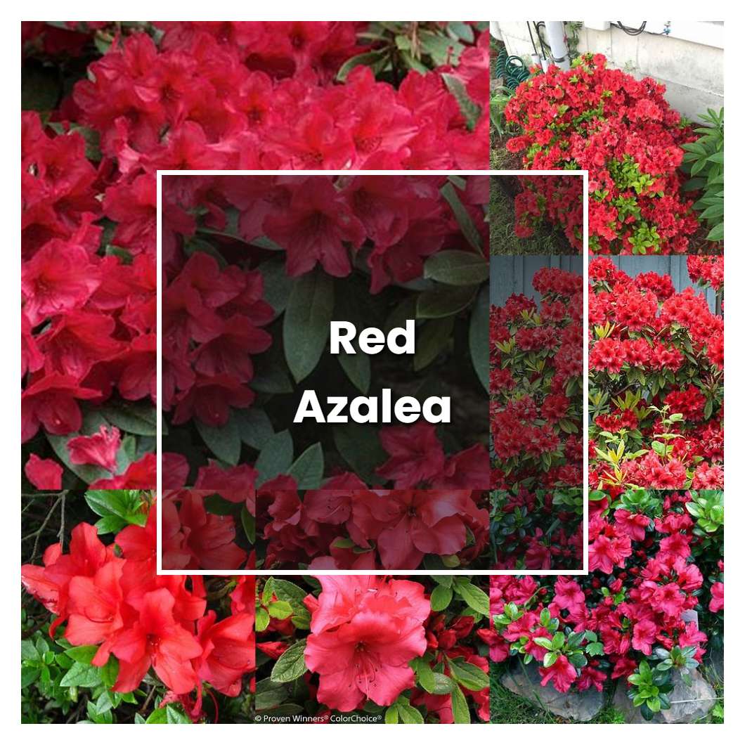 How To Grow Red Azalea - Plant Care & Tips | NorwichGardener