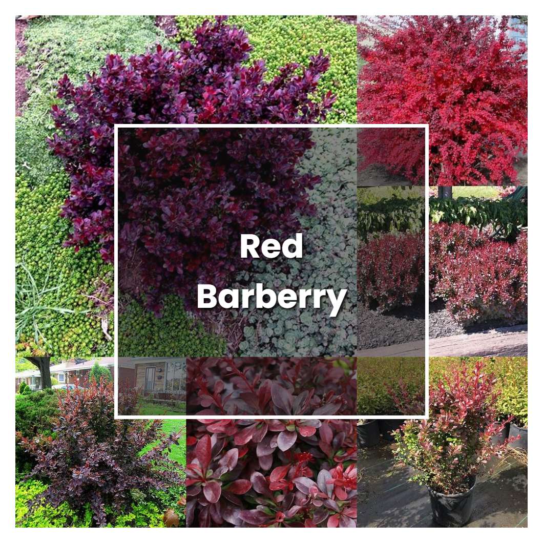 How to Grow Red Barberry - Plant Care & Tips | NorwichGardener