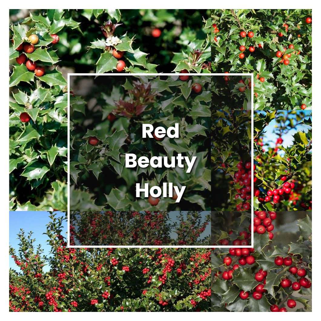 How to Grow Red Beauty Holly Shrub - Plant Care & Tips