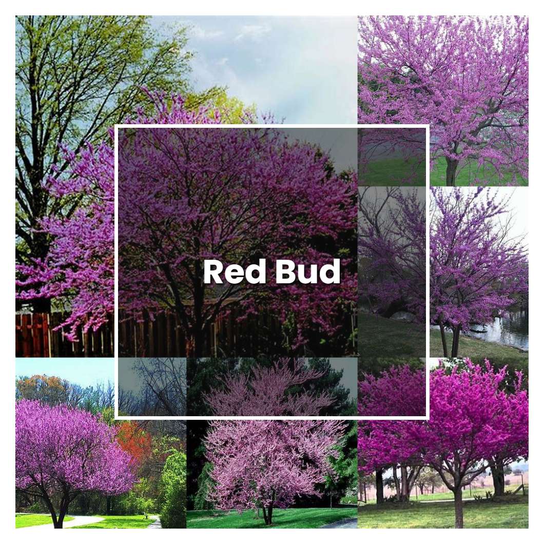 How to Grow Red Bud - Plant Care & Tips