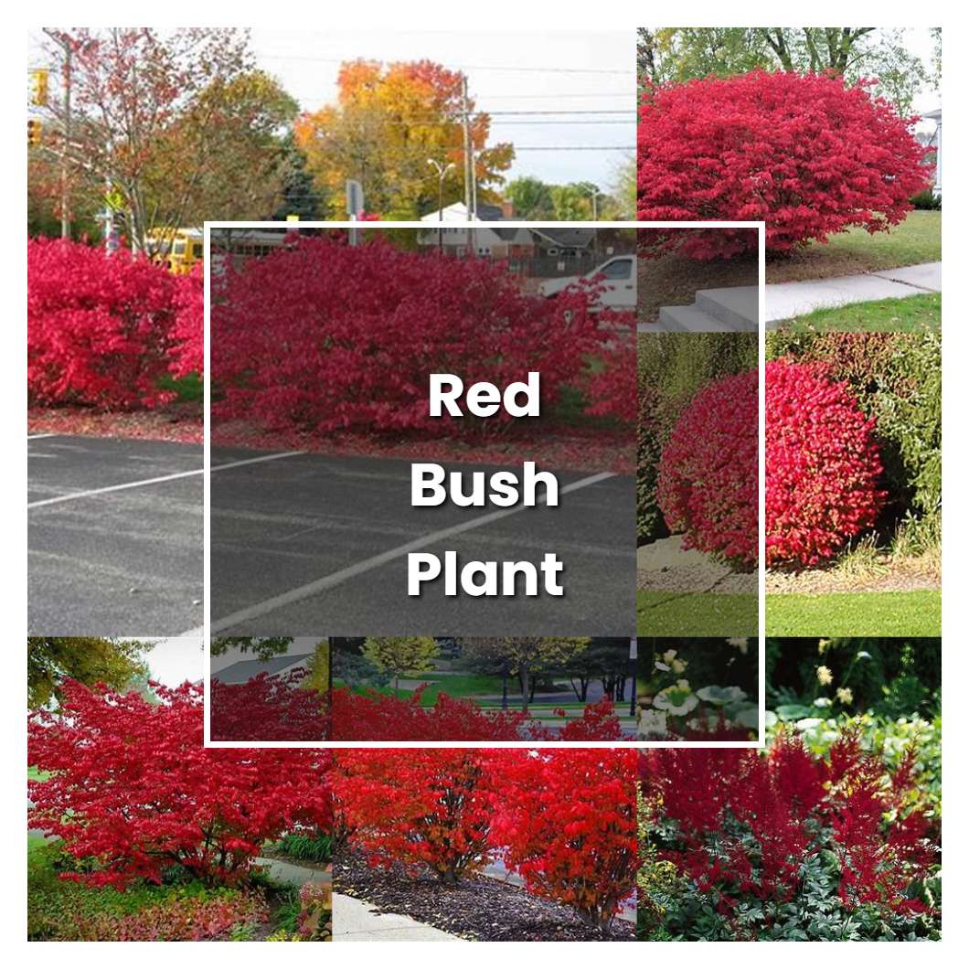 How to Grow Red Bush Plant - Plant Care & Tips | NorwichGardener