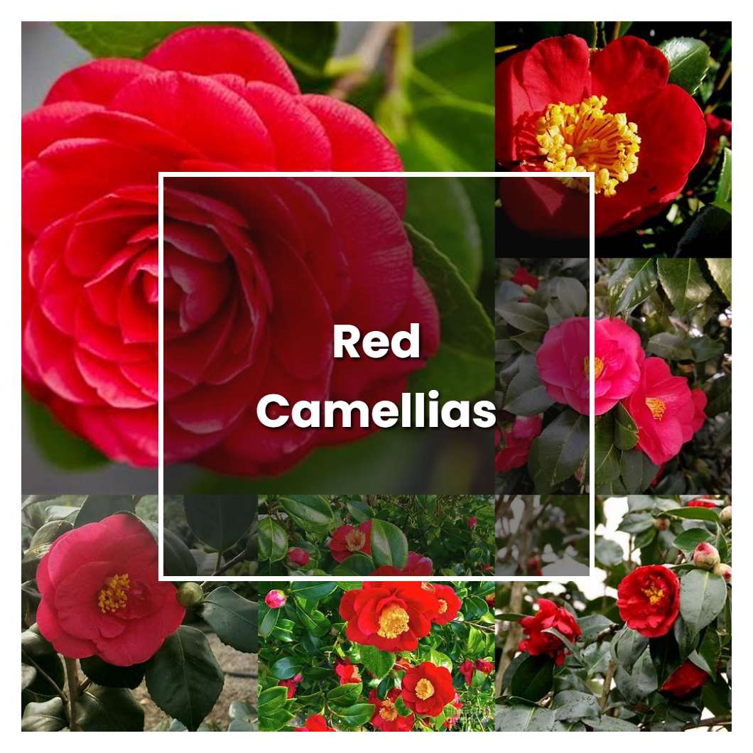 How to Grow Red Camellias - Plant Care & Tips | NorwichGardener