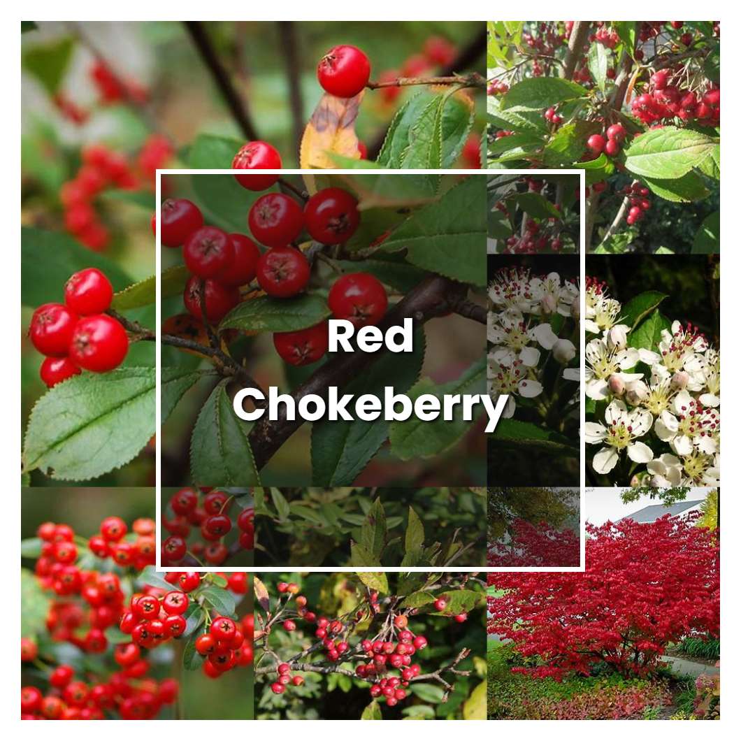 How To Grow Red Chokeberry Plant Care And Tips Norwichgardener 