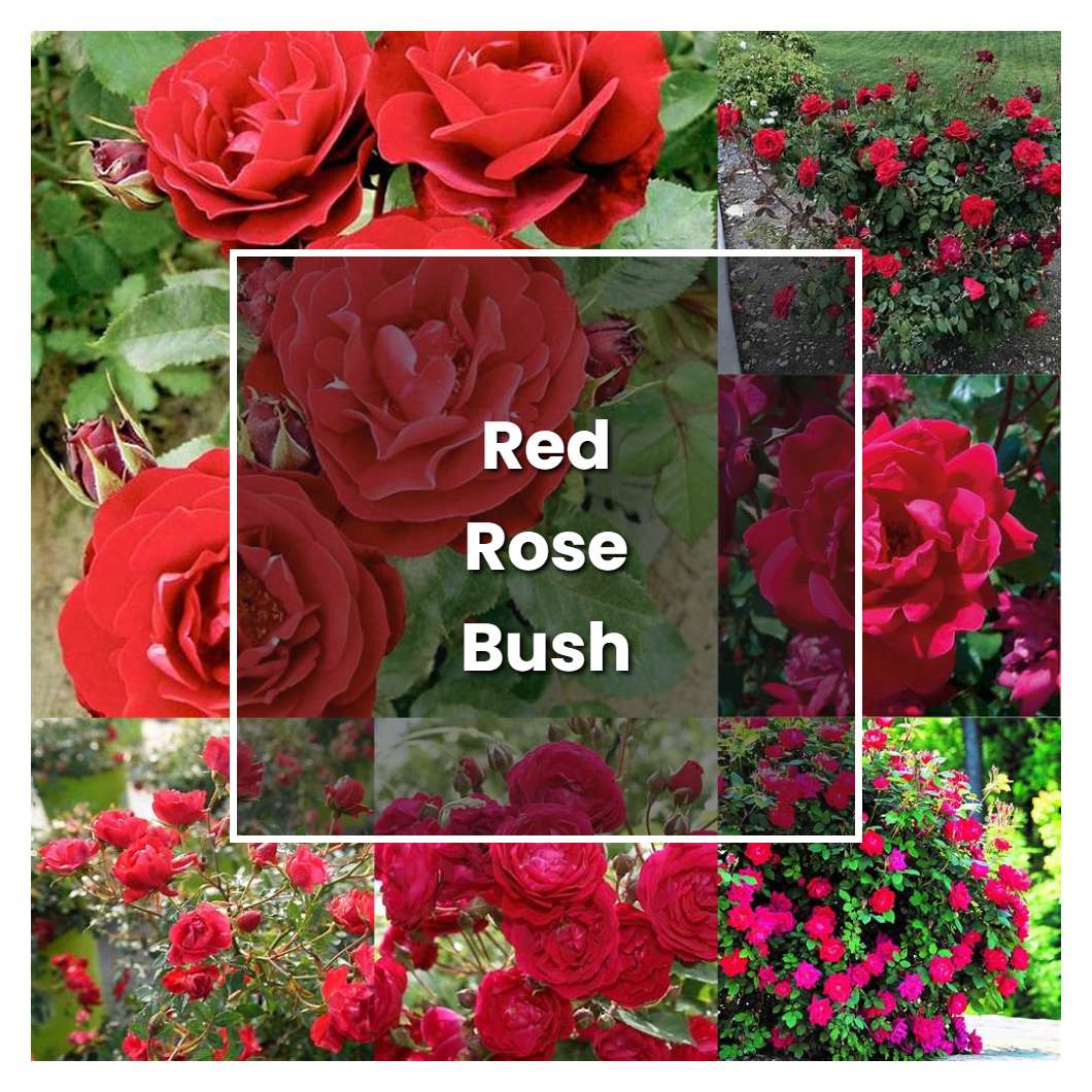 how-to-grow-red-rose-bush-plant-care-tips-norwichgardener