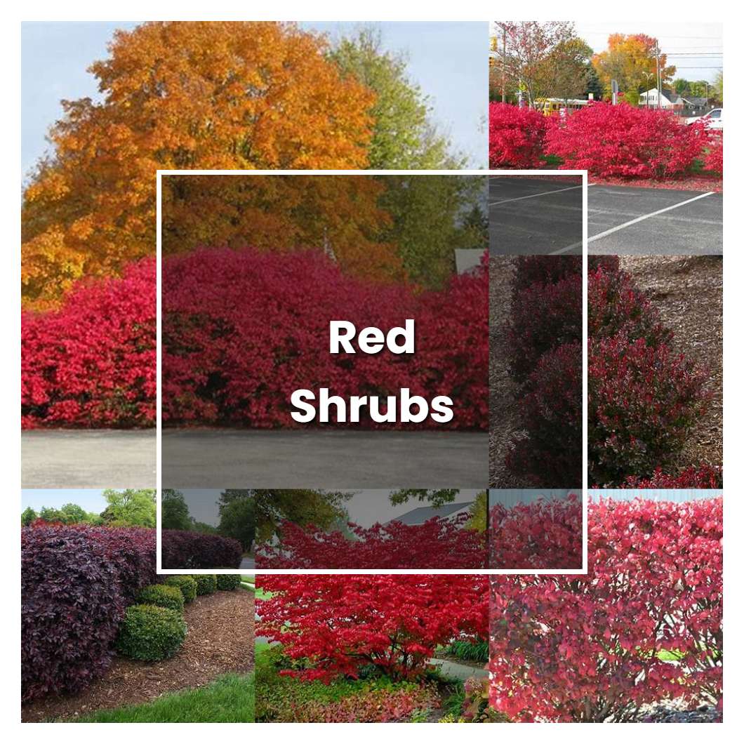 How to Grow Red Shrubs - Plant Care & Tips | NorwichGardener