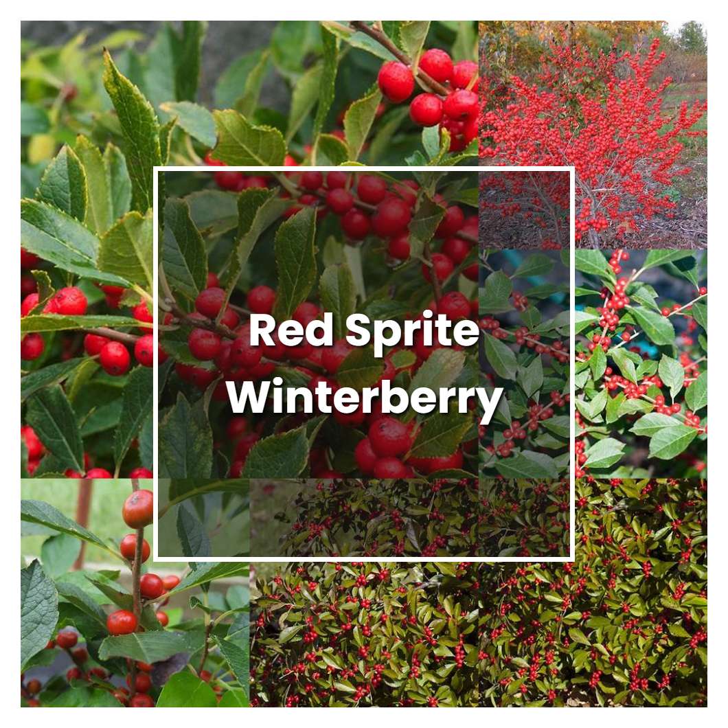 how-to-grow-red-sprite-winterberry-plant-care-tips-norwichgardener