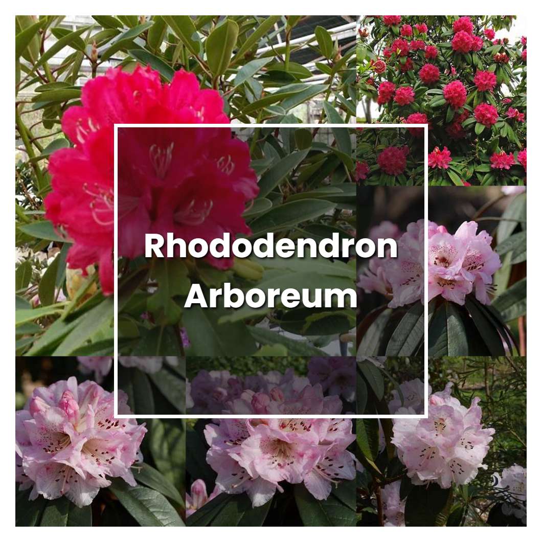 how-to-grow-rhododendron-arboreum-plant-care-tips-norwichgardener