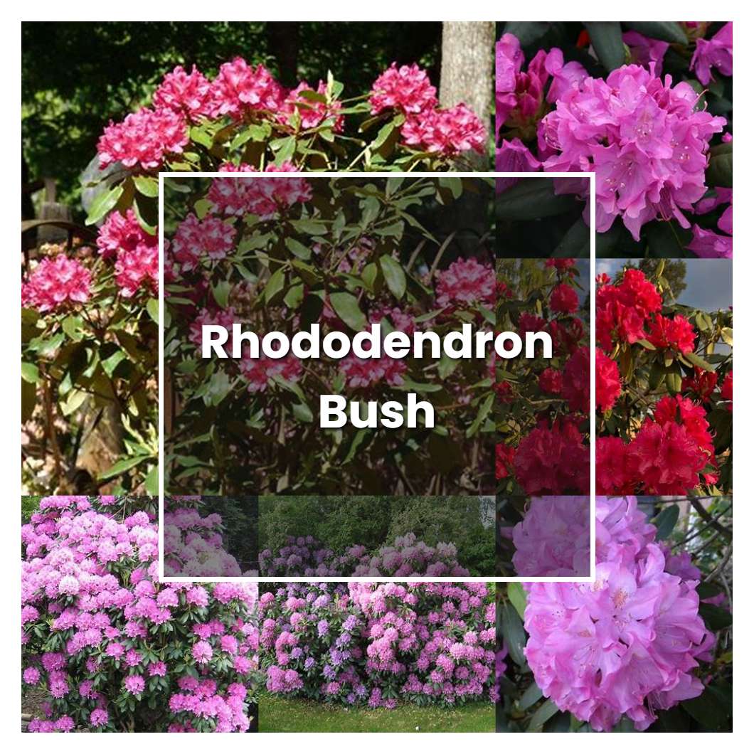 How To Grow Rhododendron Bush Plant Care And Tips Norwichgardener