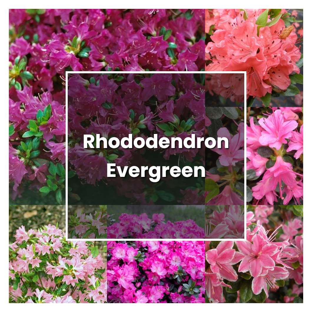 How To Grow Rhododendron Evergreen Plant Care And Tips Norwichgardener