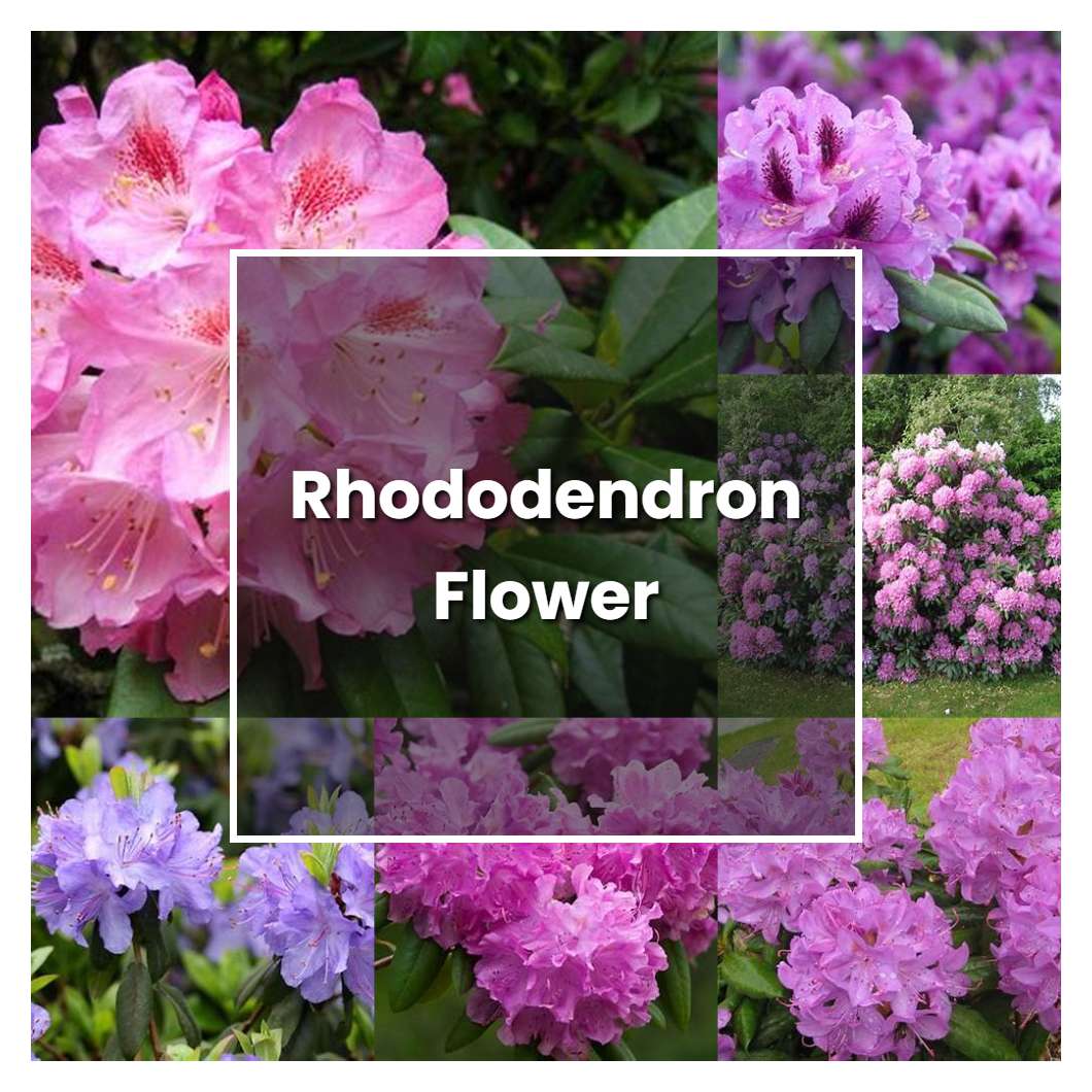 How To Grow Rhododendron Flower Plant Care And Tips Norwichgardener