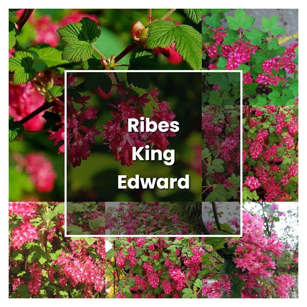 How to Grow Ribes King Edward - Plant Care & Tips