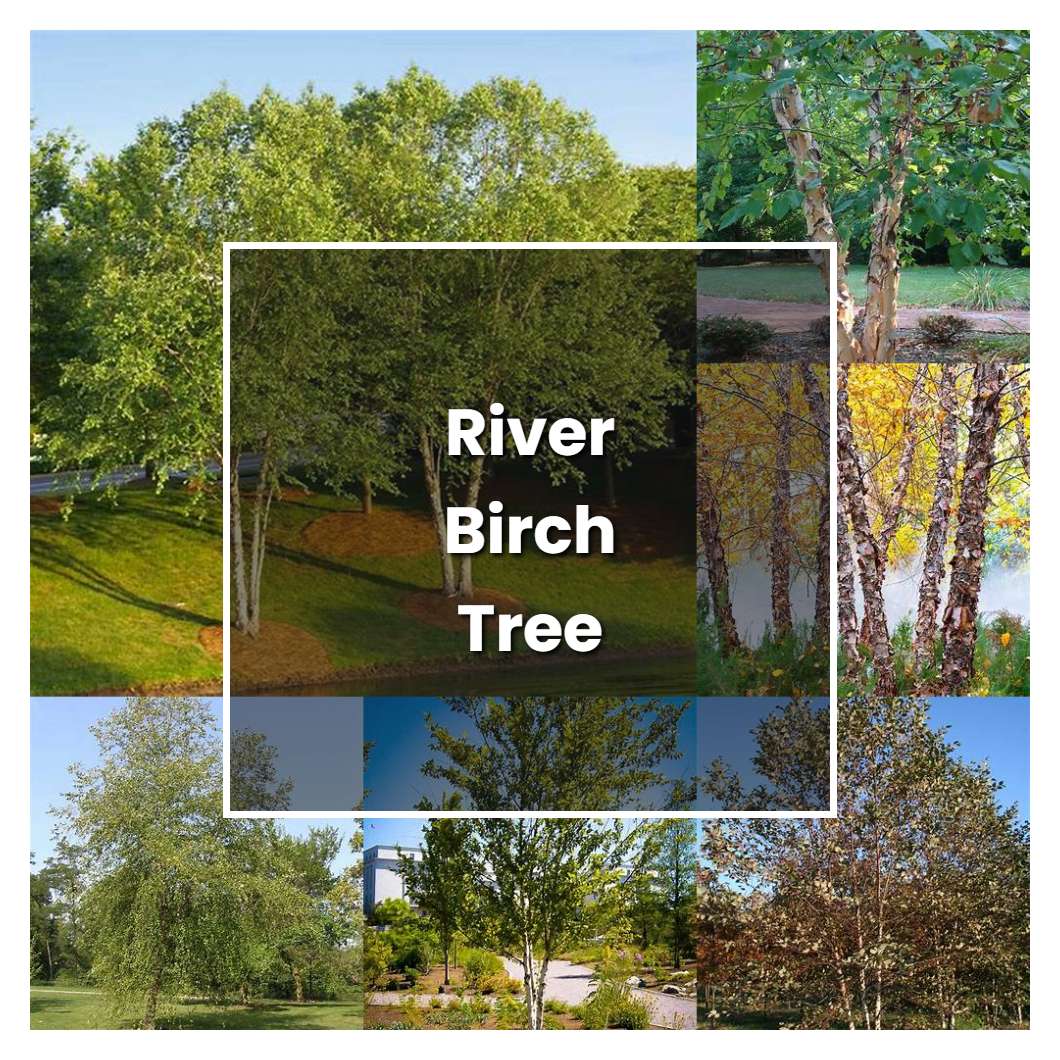 How to Grow River Birch Tree Plant Care & Tips NorwichGardener