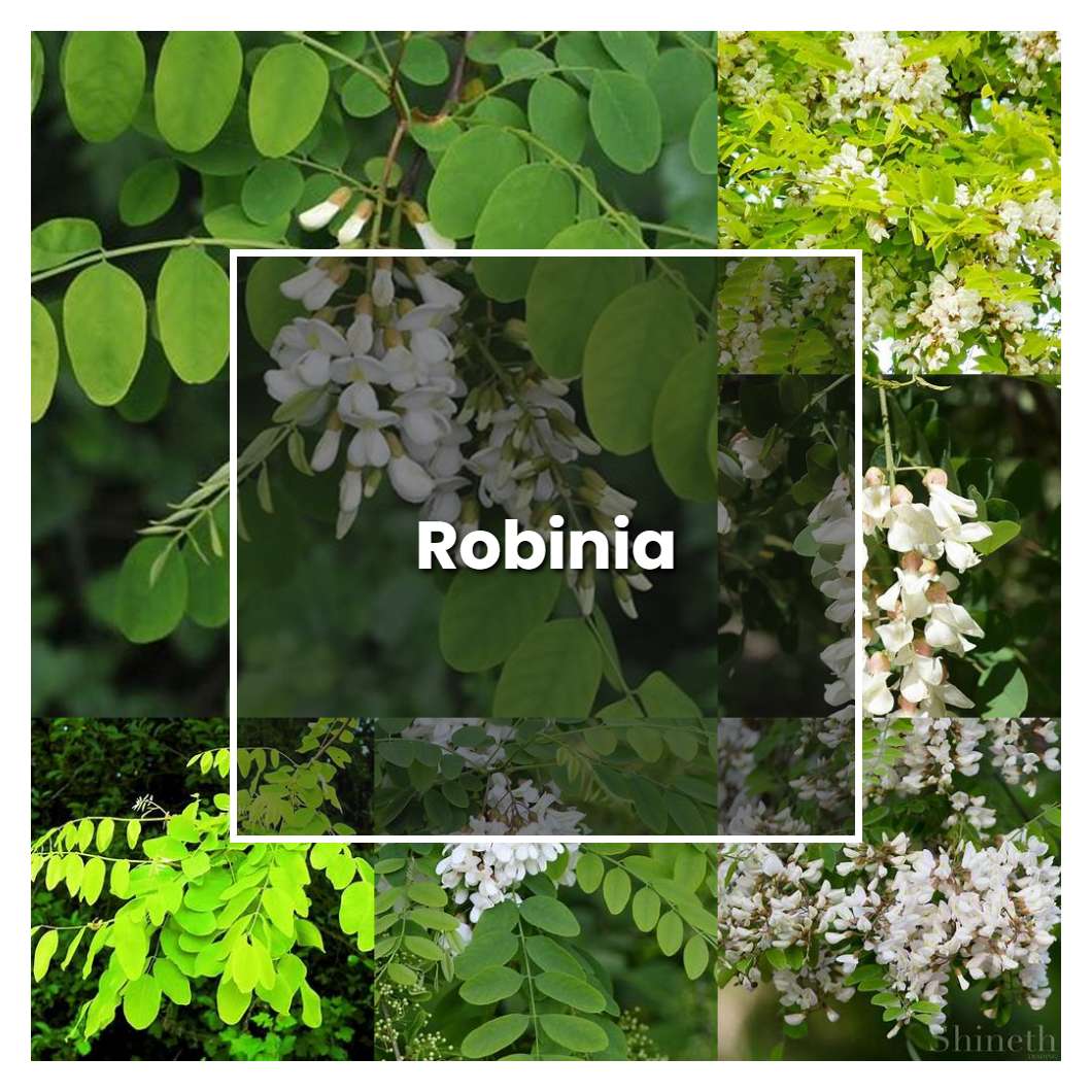 How to Grow Robinia - Plant Care & Tips | NorwichGardener