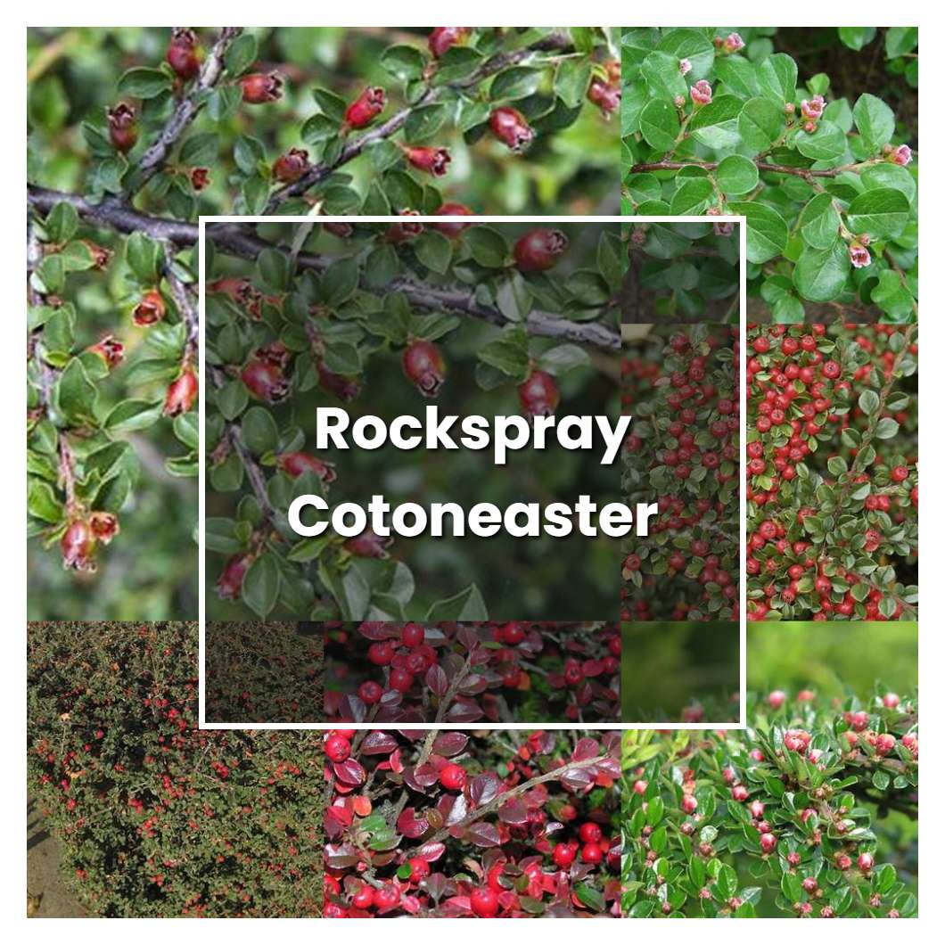 How to Grow Rockspray Cotoneaster - Plant Care & Tips