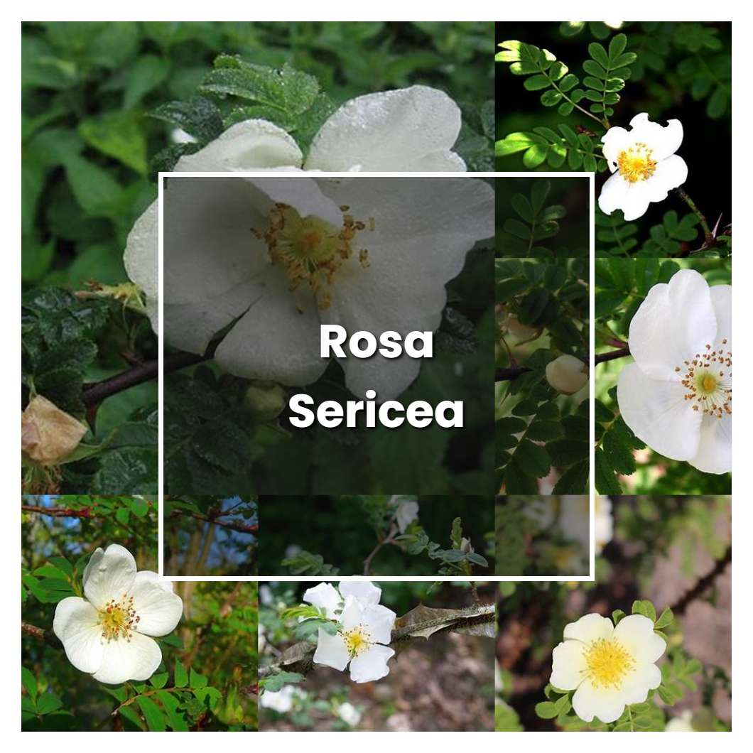 How To Grow Rosa Sericea - Plant Care & Tips | NorwichGardener