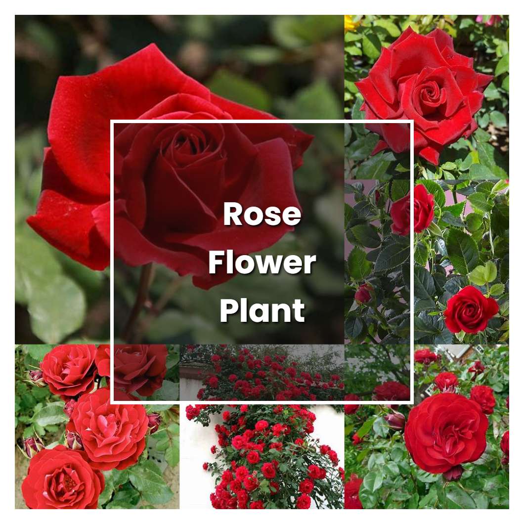 How to Grow Rose Flower Plant - Plant Care & Tips