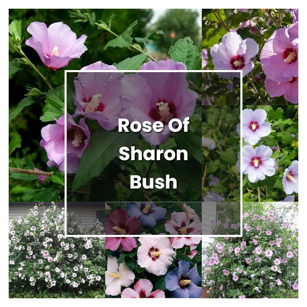 How to Grow Rose Of Sharon Bush Plant Care & Tips NorwichGardener