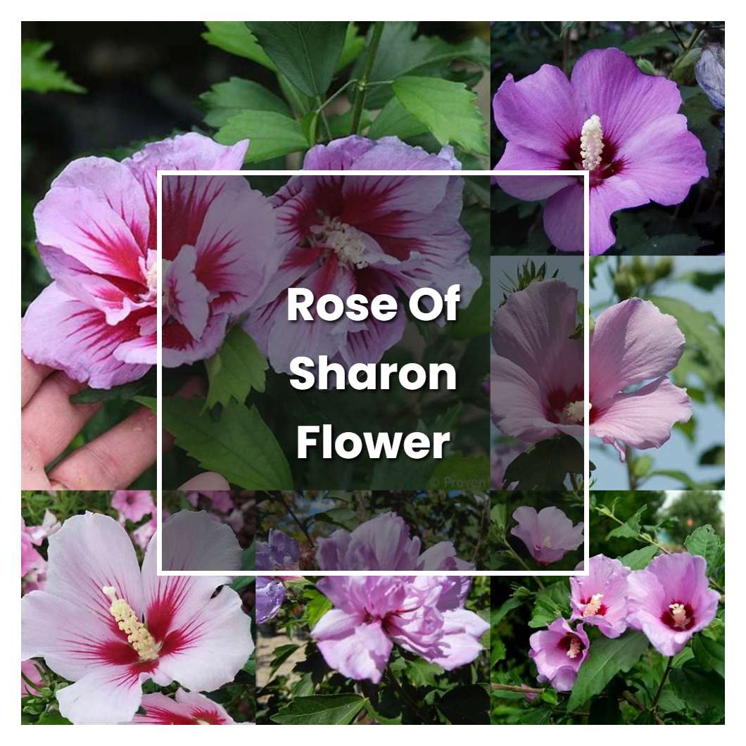 how-to-grow-rose-of-sharon-flower-plant-care-tips-norwichgardener