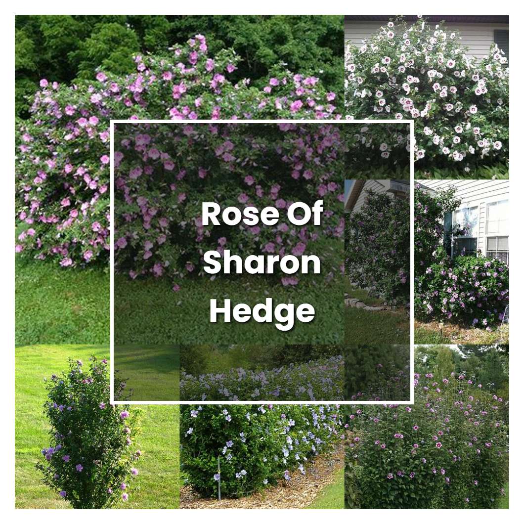 How to Grow Rose Of Sharon Hedge Plant Care & Tips NorwichGardener