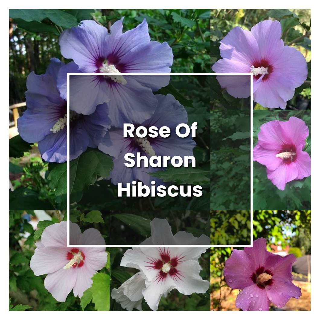 How To Grow Rose Of Sharon Hibiscus Plant Care Tips NorwichGardener