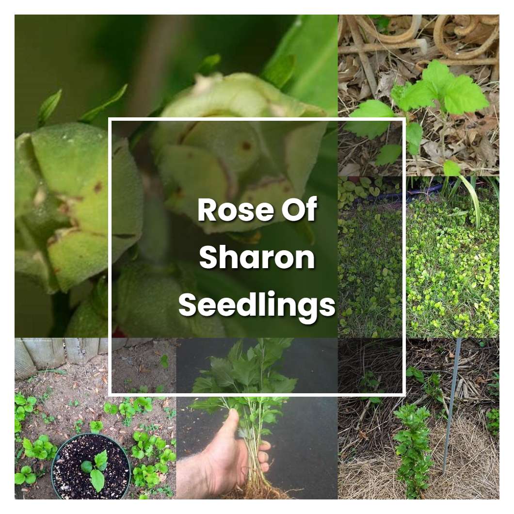 will fertilome kill rose of sharon seedlings