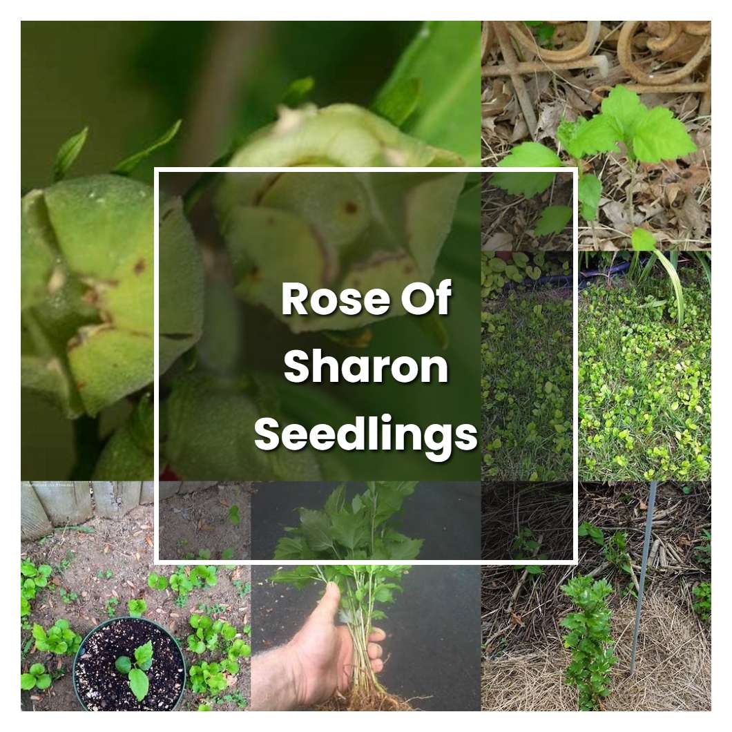 How To Grow Rose Of Sharon Seedlings Plant Care Tips NorwichGardener