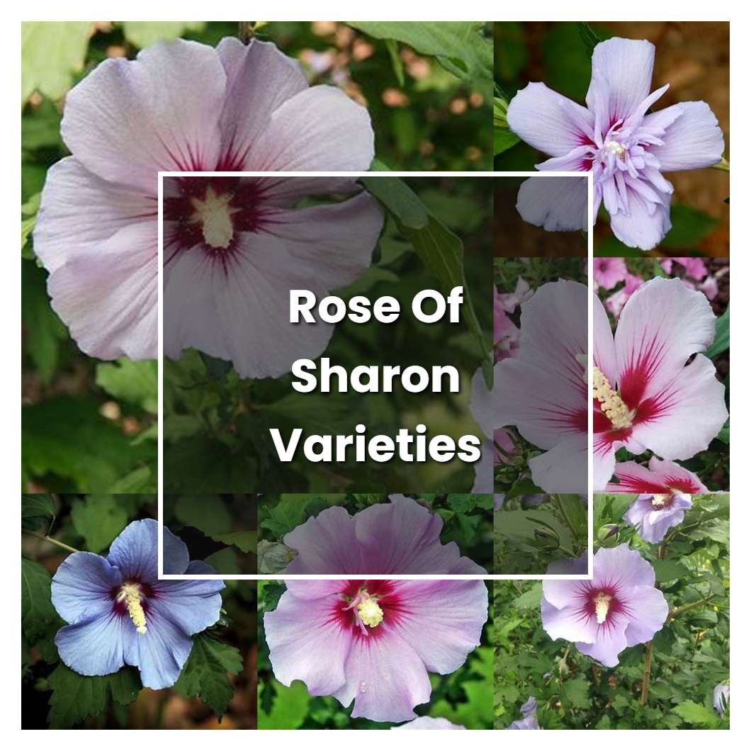 how-to-grow-rose-of-sharon-varieties-plant-care-tips-norwichgardener