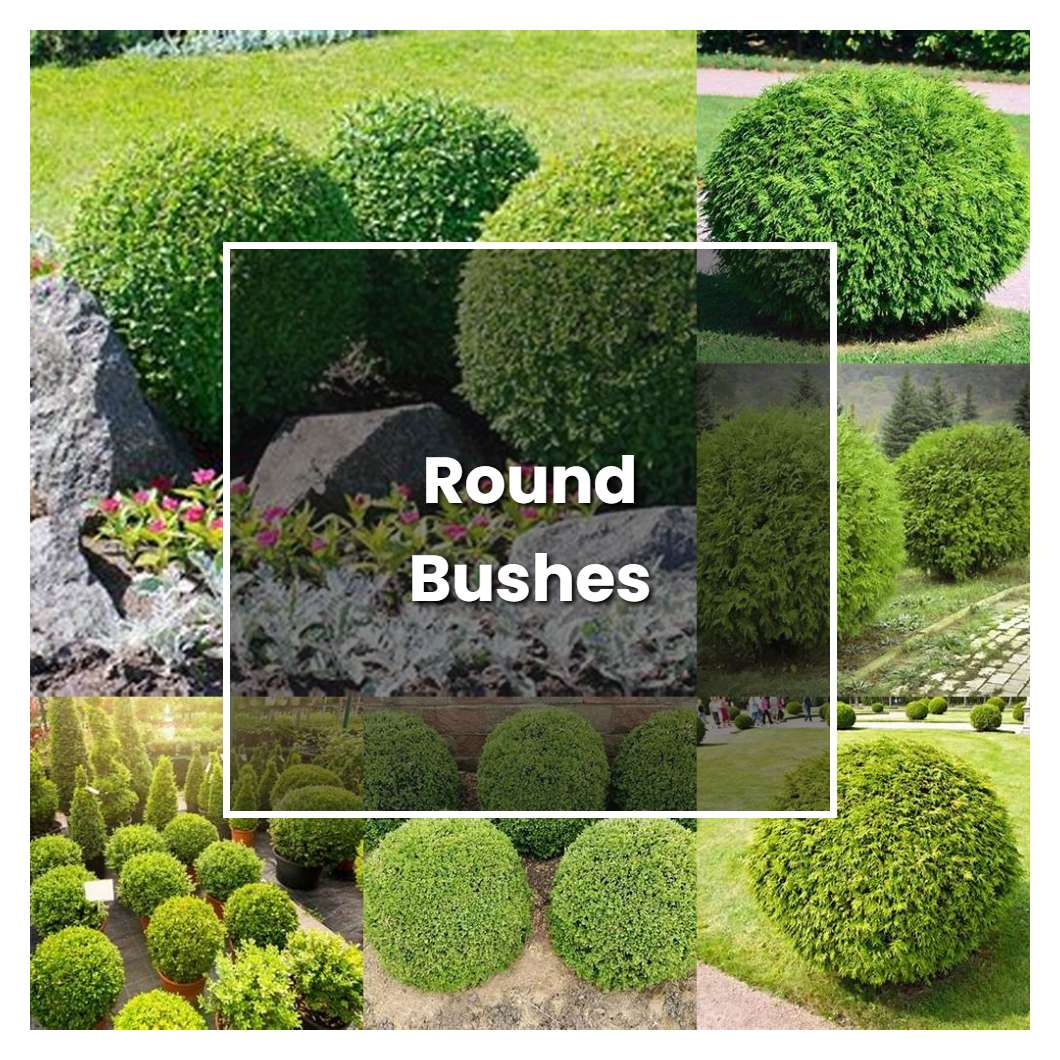 How To Grow Round Bushes Plant Care And Tips Norwichgardener 3188