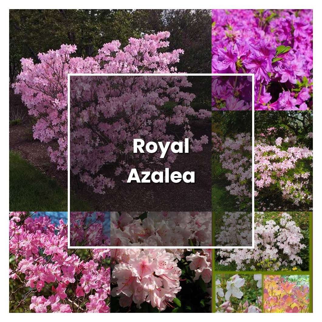 How To Grow Royal Azalea - Plant Care & Tips | NorwichGardener