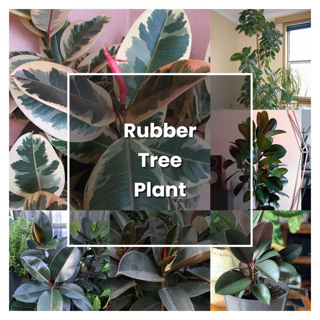 how-to-grow-rubber-tree-plant-care-plant-care-tips-norwichgardener