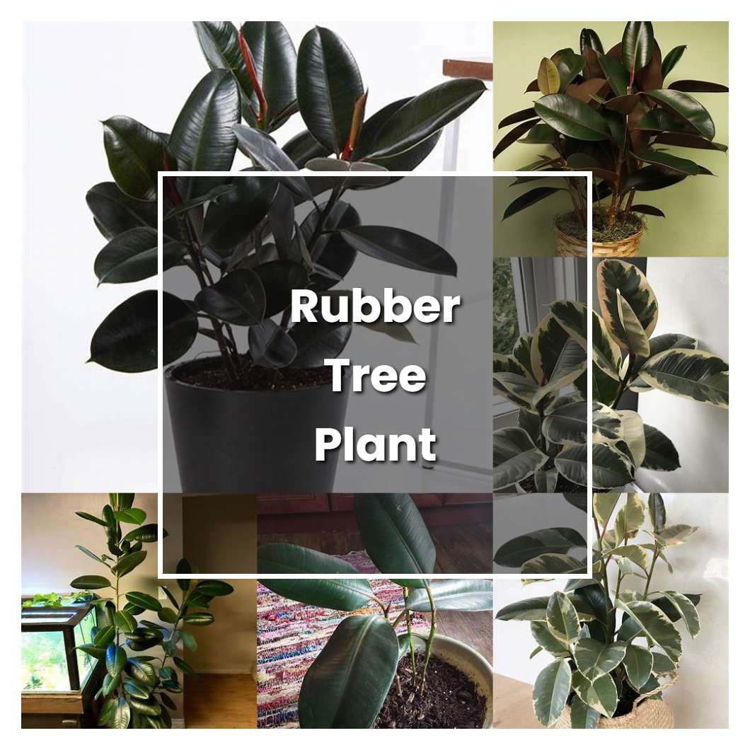 How to Grow Rubber Tree Plant - Plant Care & Tips | NorwichGardener
