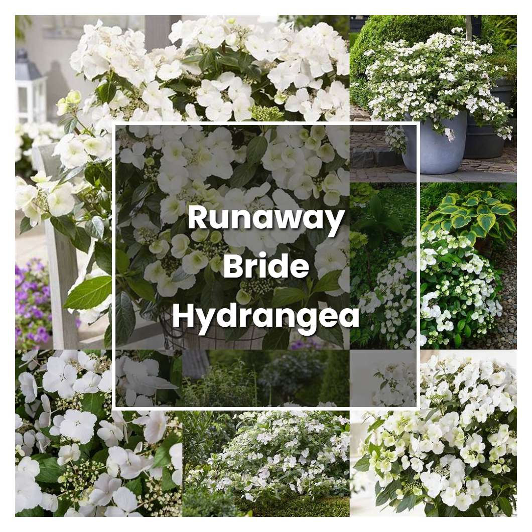 How To Grow Runaway Bride Hydrangea Plant Care And Tips Norwichgardener