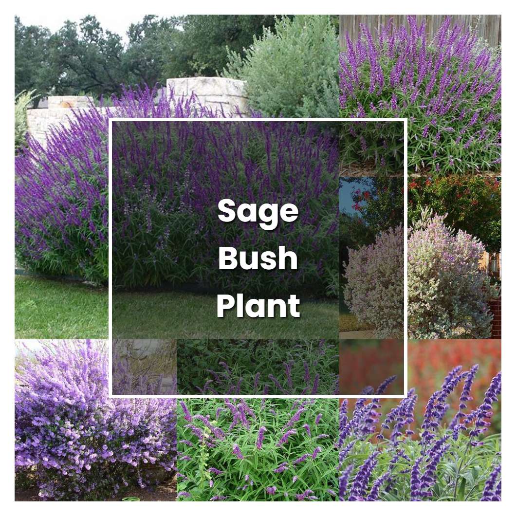 How to Grow Sage Bush Plant - Plant Care & Tips | NorwichGardener