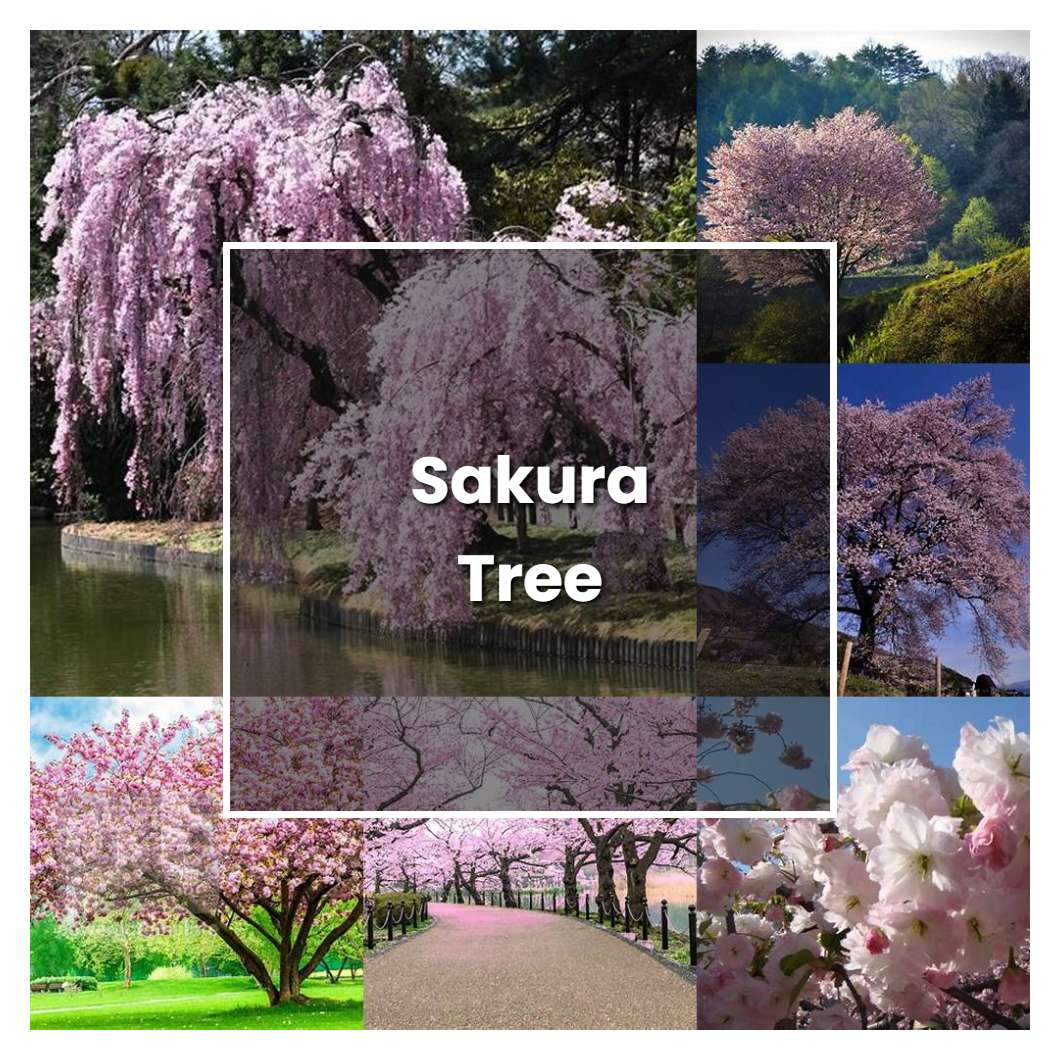 How To Grow Sakura Tree Plant Care And Tips Norwichgardener