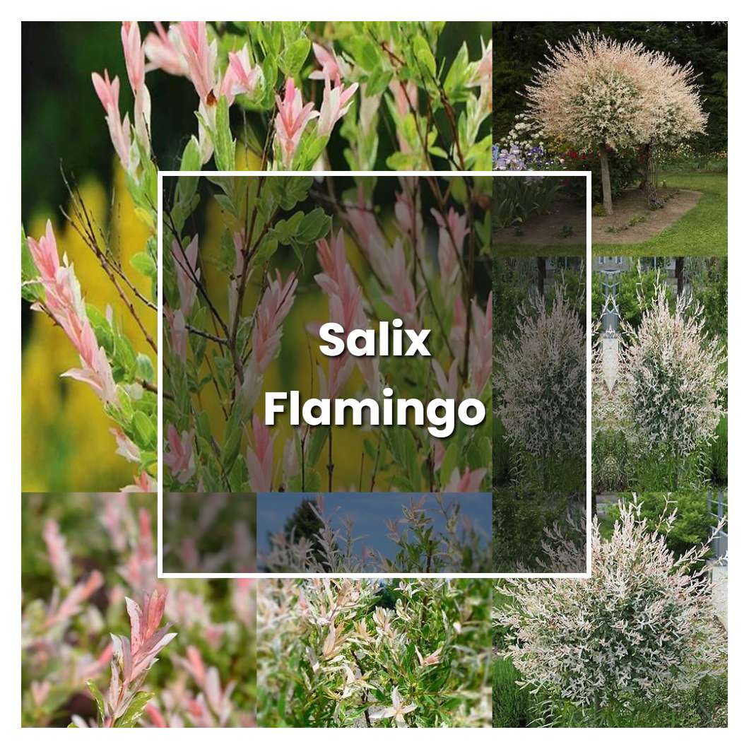 How to Grow Salix Flamingo Plant Care & Tips NorwichGardener