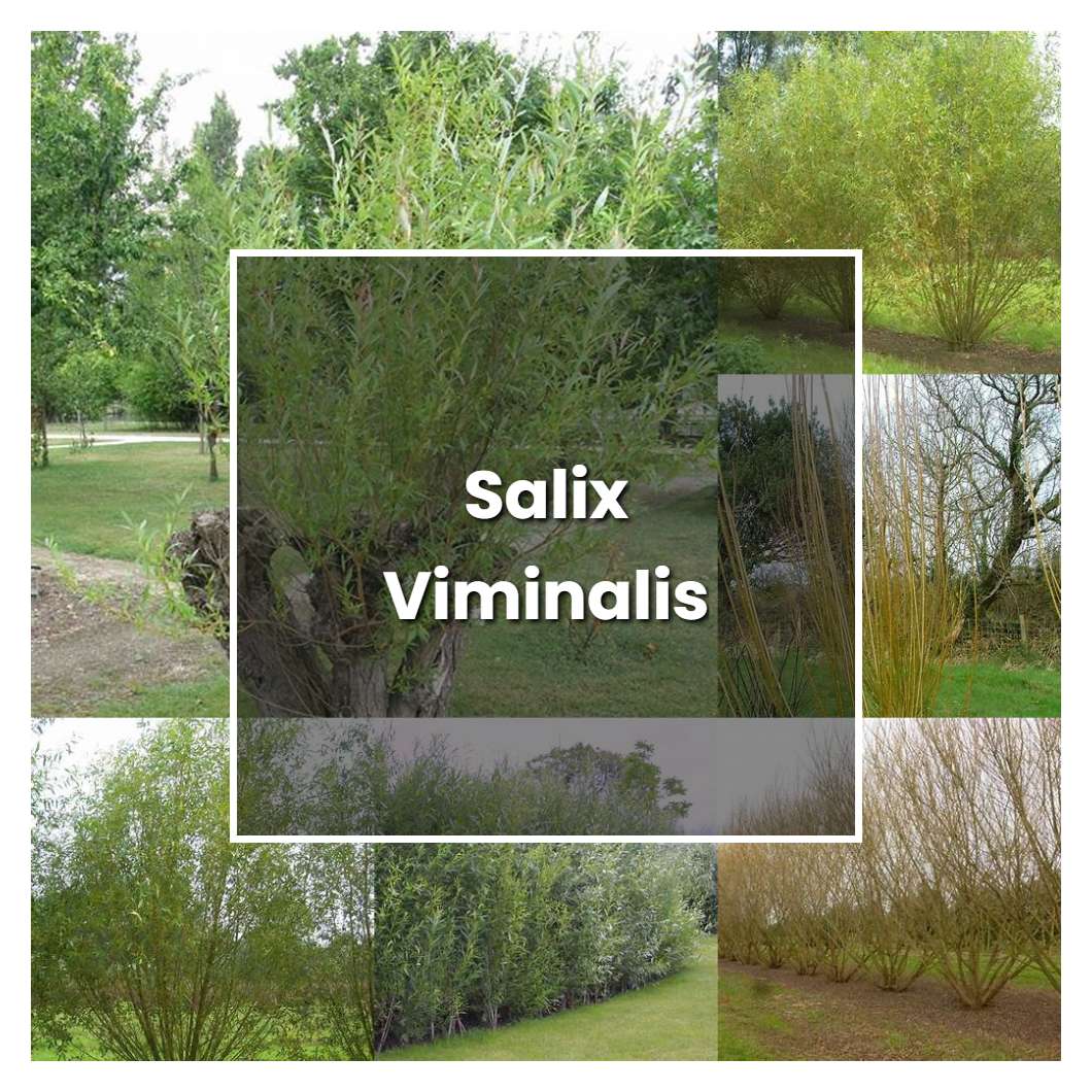 how-to-grow-salix-viminalis-plant-care-tips-norwichgardener