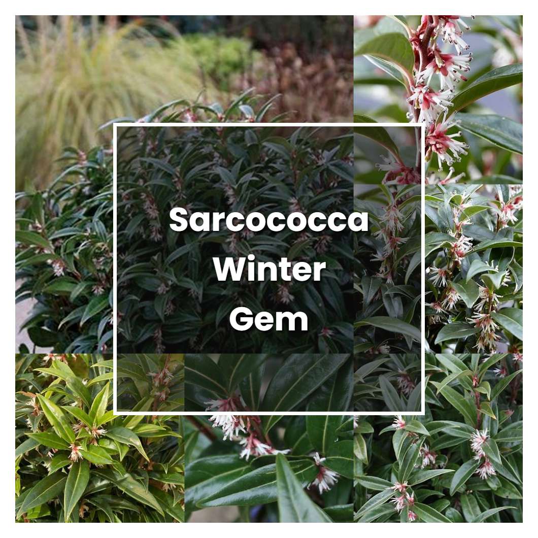 How to Grow Sarcococca Winter Gem - Plant Care & Tips | NorwichGardener