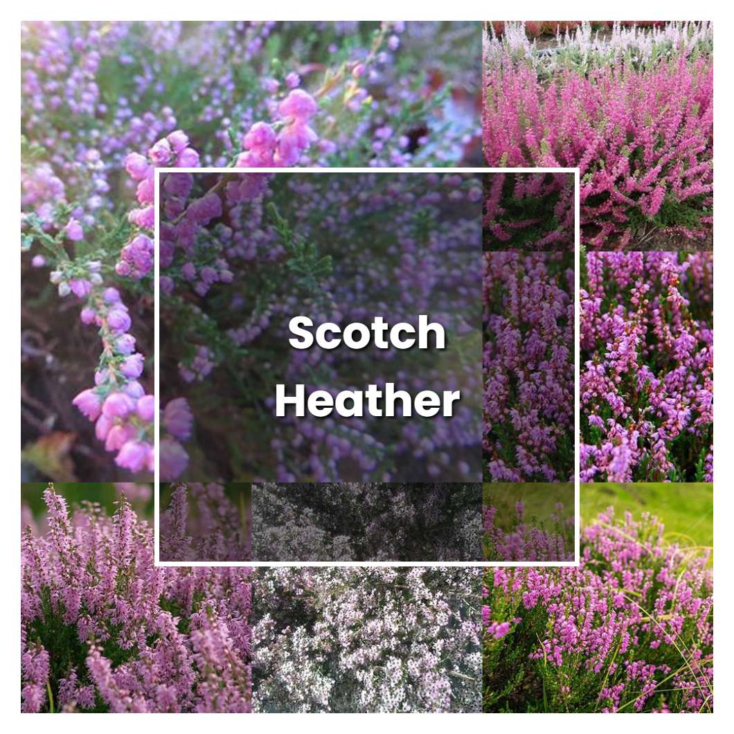 How to Grow Scotch Heather - Plant Care & Tips