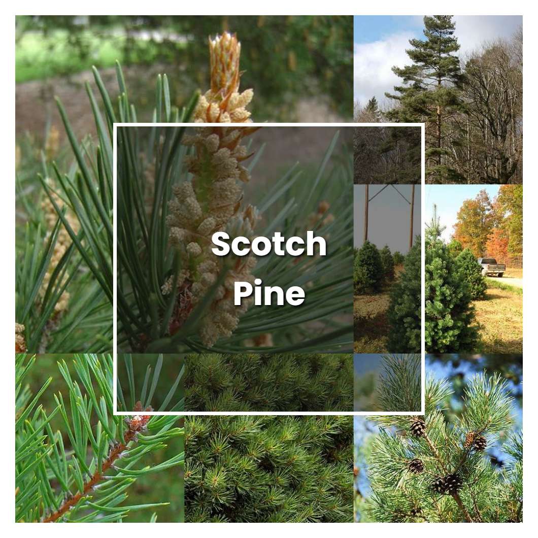 scotch-pine-tree-love-trees-pinterest-pine-tree