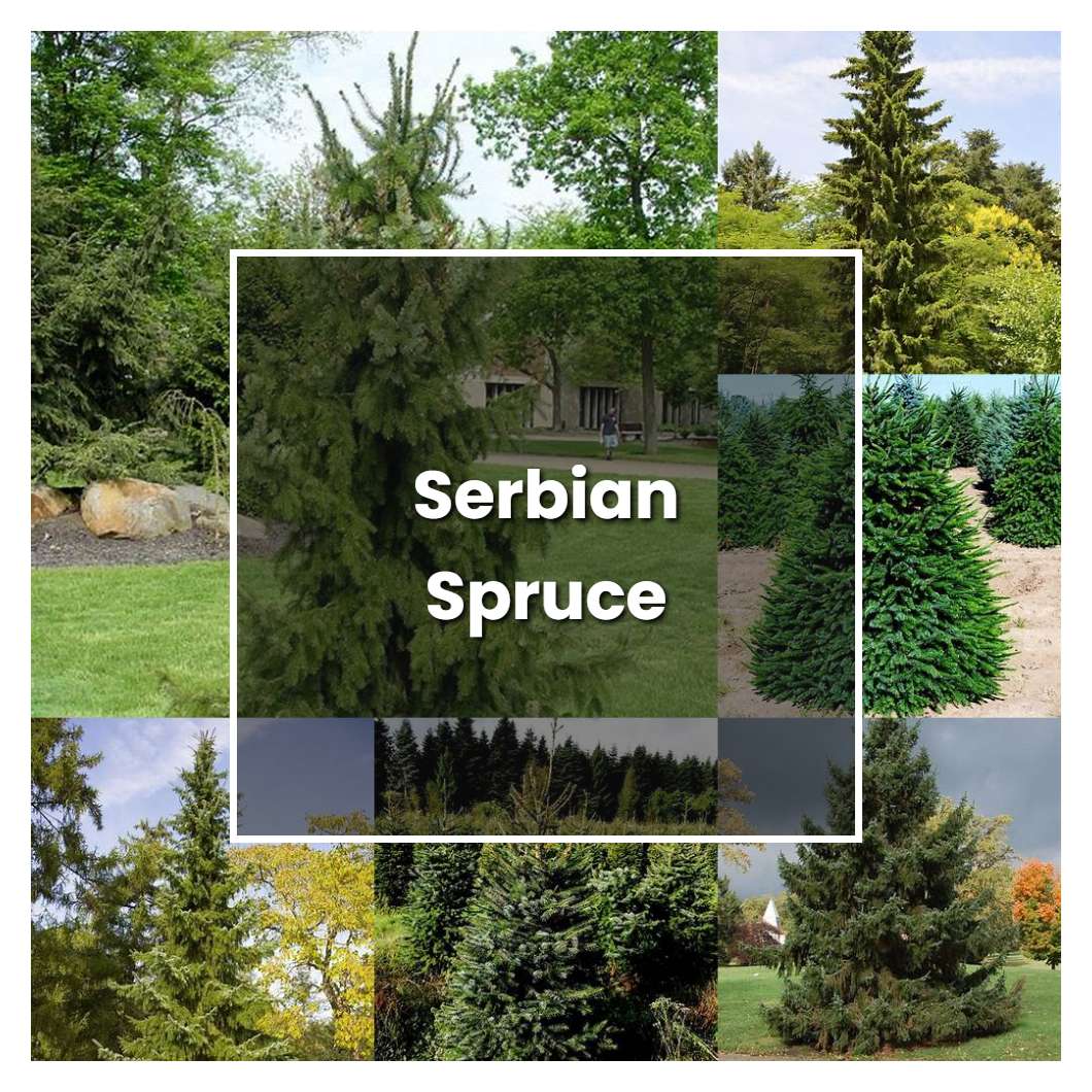 How to Grow Serbian Spruce - Plant Care & Tips | NorwichGardener