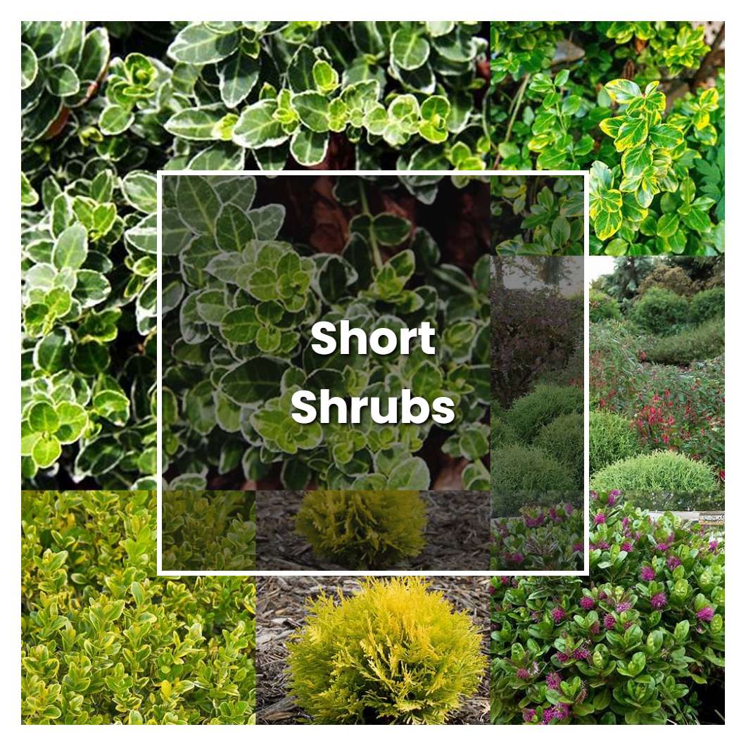 How to Grow Short Shrubs - Plant Care & Tips | NorwichGardener