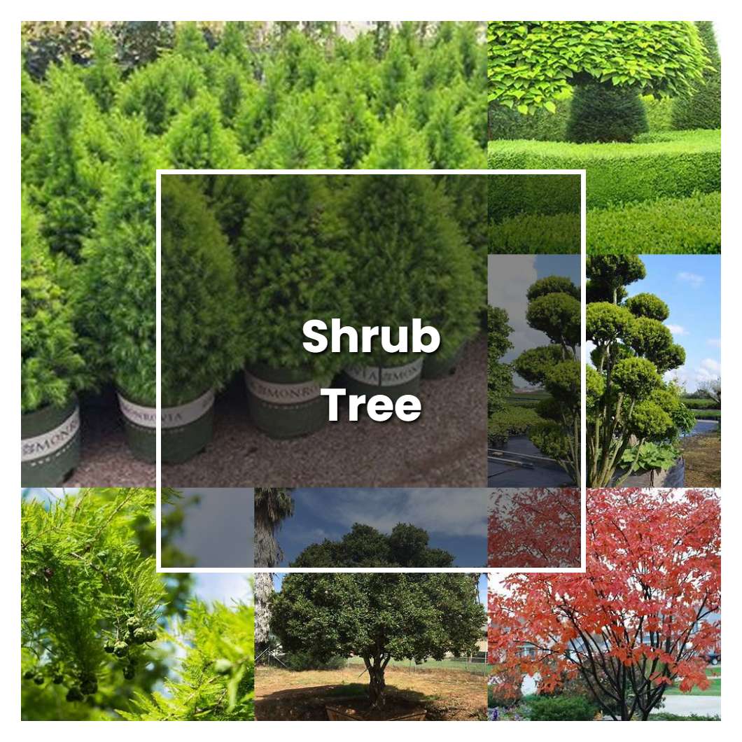 How to Grow Shrub Tree - Plant Care & Tips | NorwichGardener