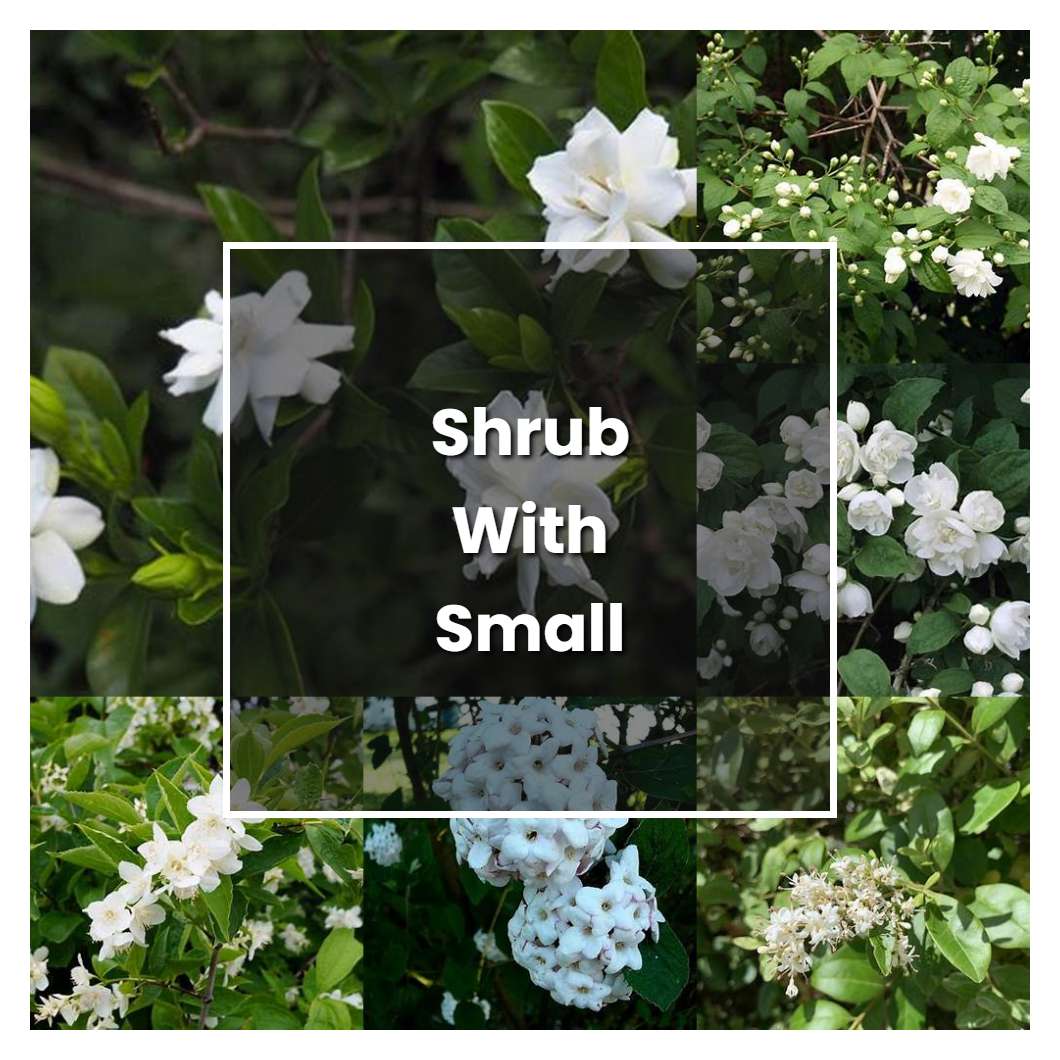 How to Grow Shrub With Small White Fragrant Flowers - Plant Care & Tips